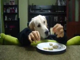 mişa yemek yiyor...