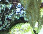 Aquarium recifal marin 600L poissons coraux crevette gorgone