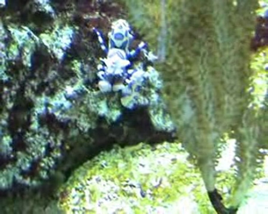 Aquarium recifal marin 600L poissons coraux crevette gorgone