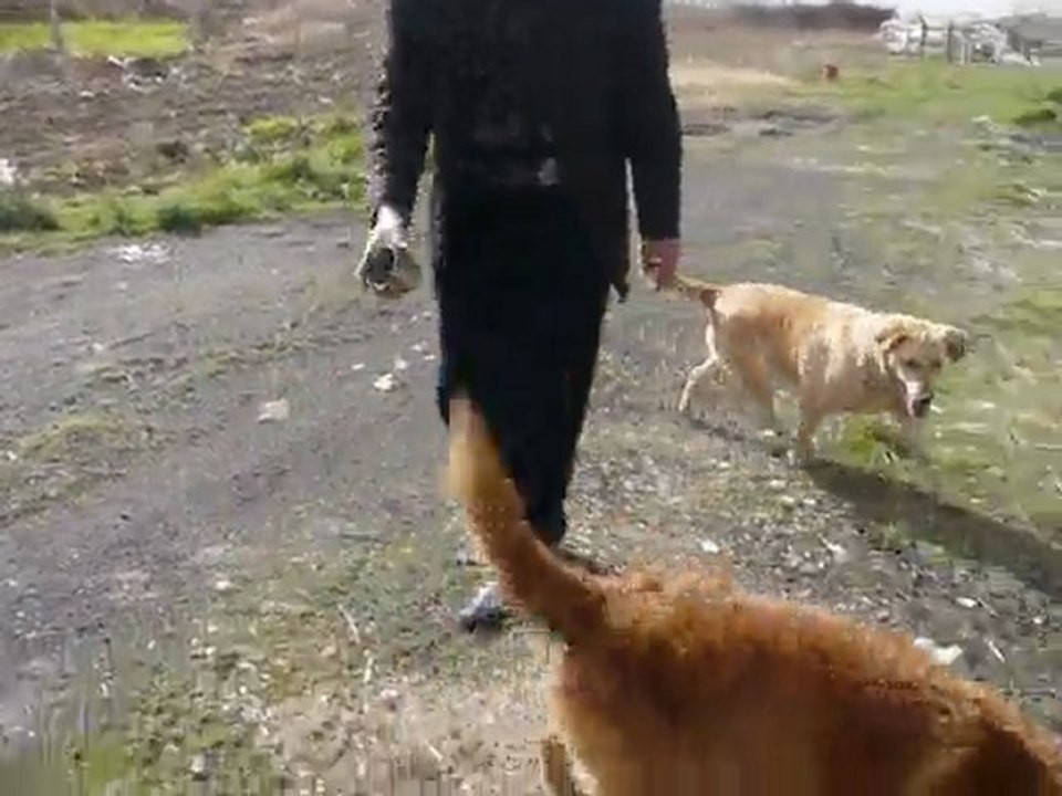 Santana Köpek Çiftliği Videosu 1