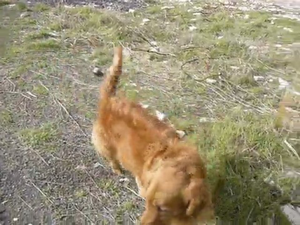 Santana Köpek Çiftliği Videosu 2