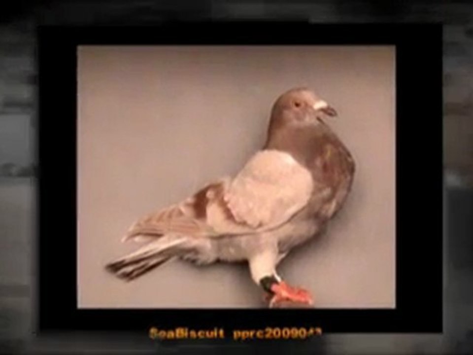 Pigeon Pals Racing Club Daily Results 211