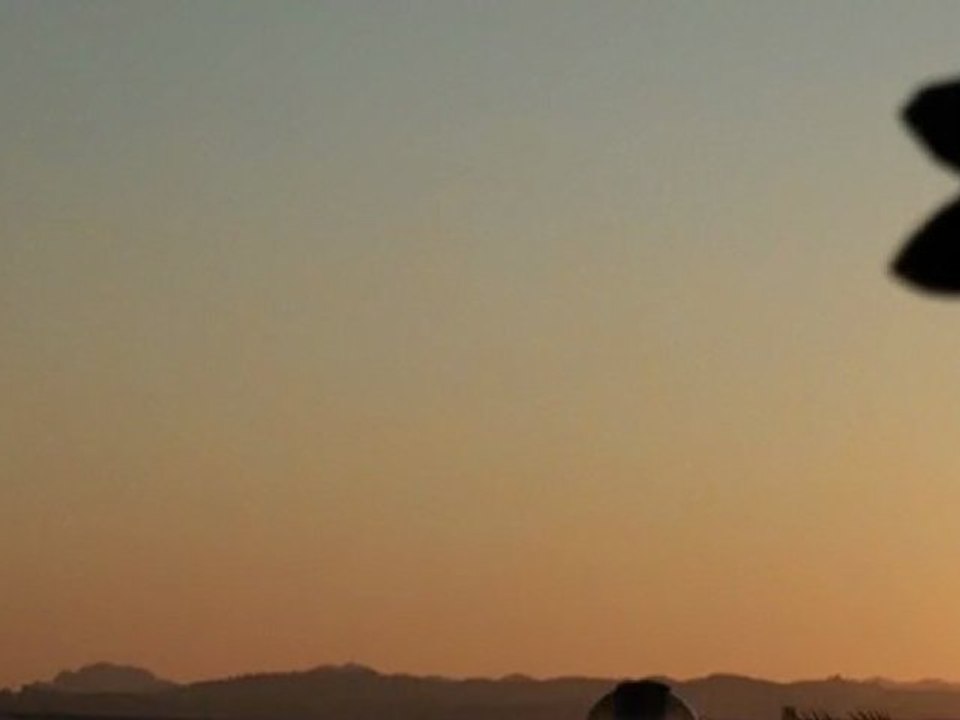 pL - contrails vs airlines 31.01.2010 17h23