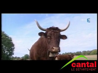 la Salers, star du salon de l'agriculture 2010 à Paris