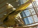 sultan papağanı çiftleşme