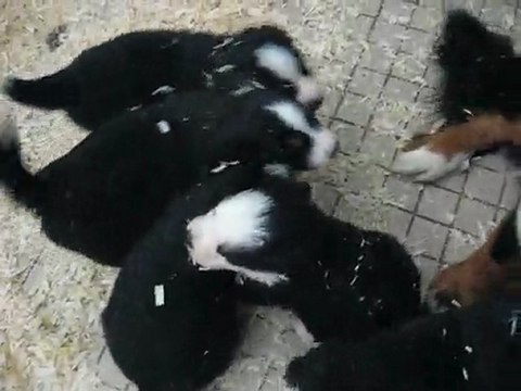 chiots bouviers bernois né le 19/01/10