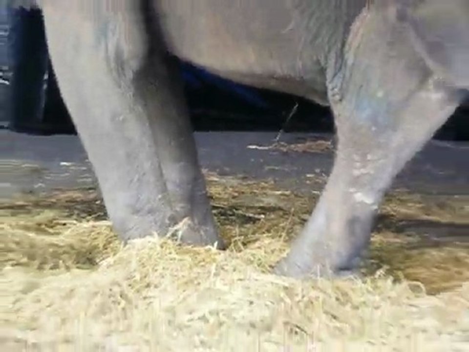 Troubles du comportement d'un éléphant