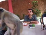 India - Hampi - Monkey wants biscuits
