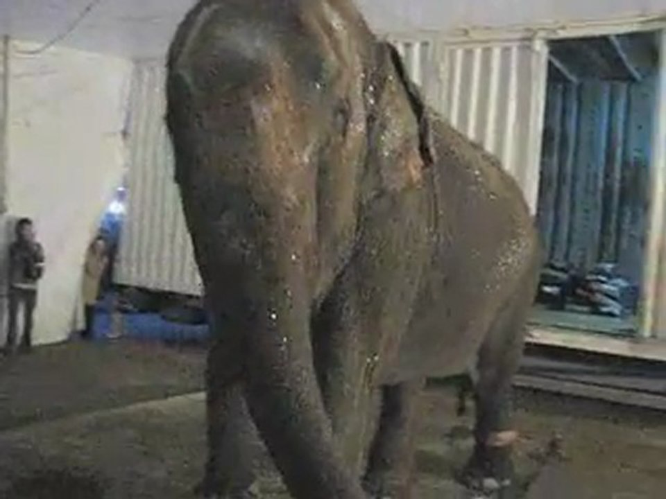 Eléphante enchainée