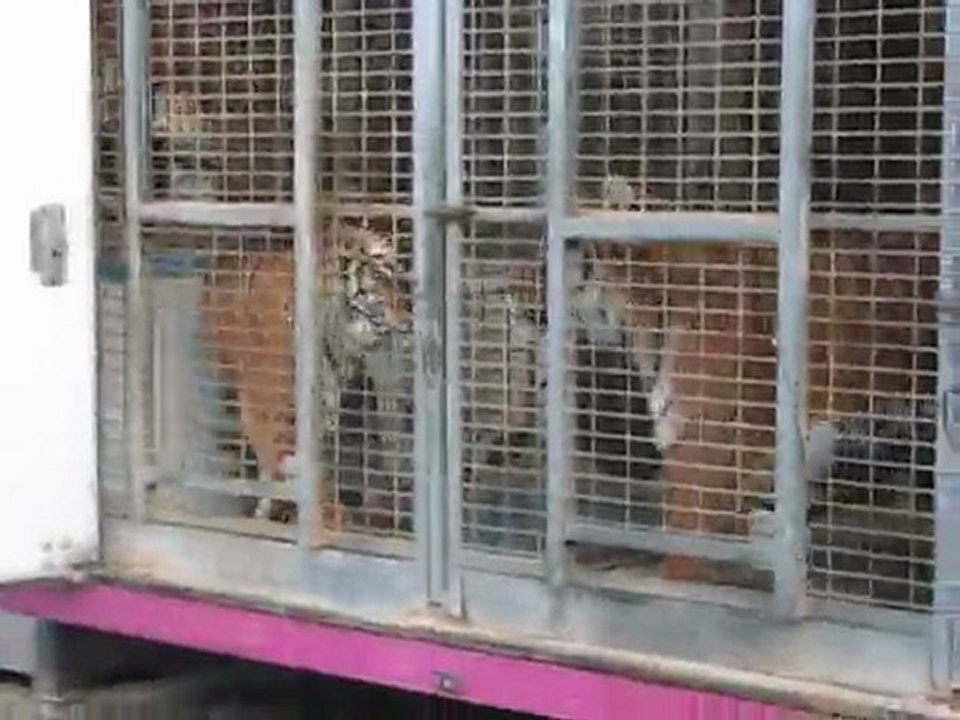 Tigres : une prison à vie