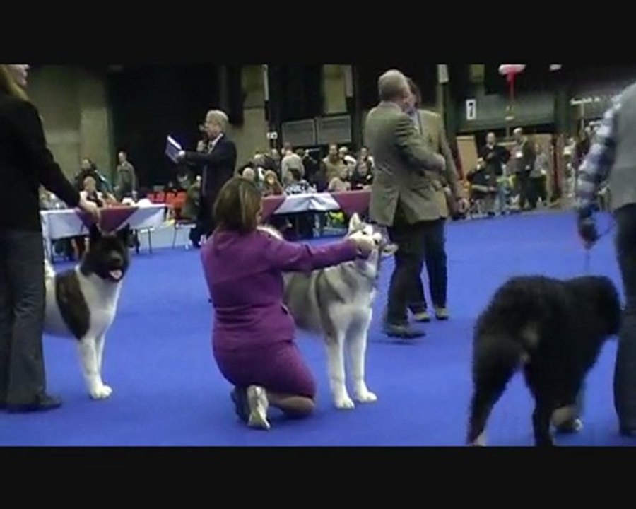 BISS BPIS Kinuk's Ice Man Dog show Genk 2010
