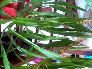 Soirée chez Suzanne