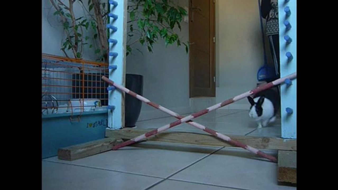 Starlette en saut ♥
