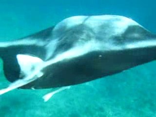 Raie Manta en snorkeling 2_Maldives 2010
