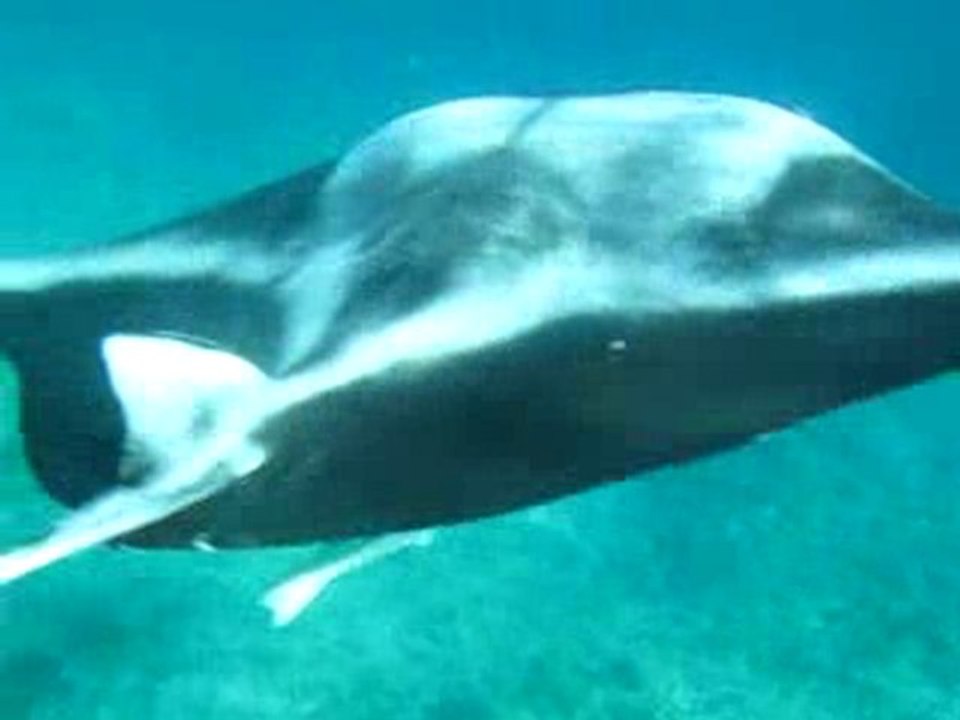 Raie Manta en snorkeling 2_Maldives 2010