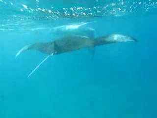 Raie Manta en snorkeling 4_Maldives 2010