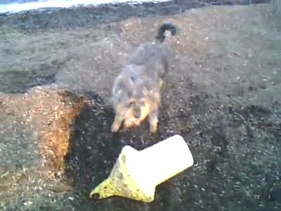 Mon chien le pervers!!!