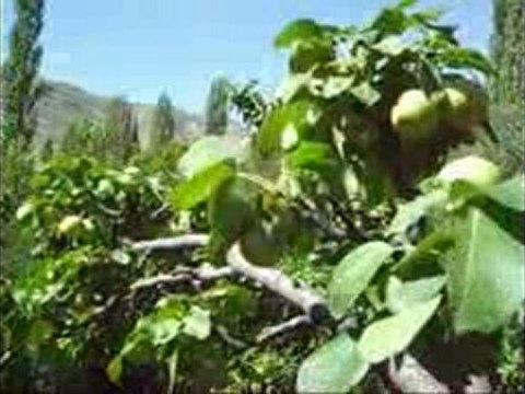 Kishada Armut Hasat'ı (Şenyurt) Tortum / ERZURUM 2oo8