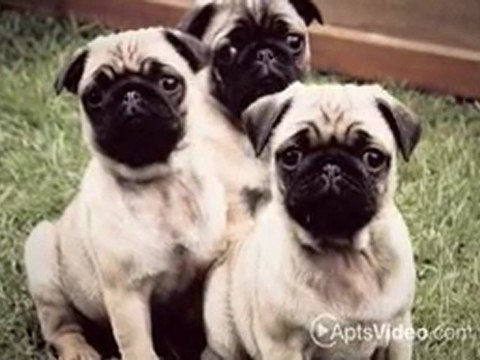 The Lofts at 677 Seventh in San Diego, CA-ForRent.com