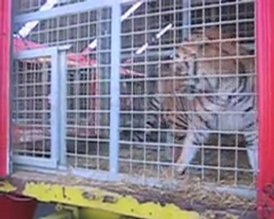 Stéréotypies d'un tigre