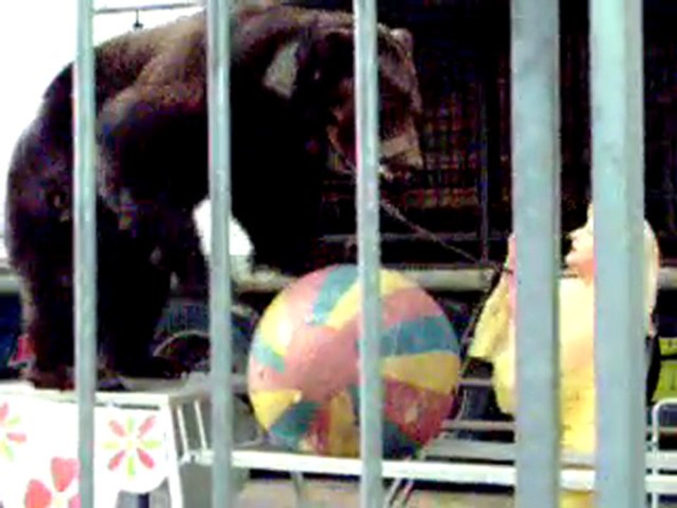 Ours sur ballon