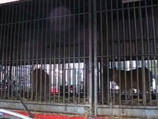 Distance de fuite 2 lionnes