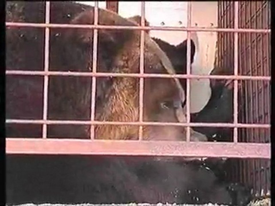 La vie des ours dans les cirques français