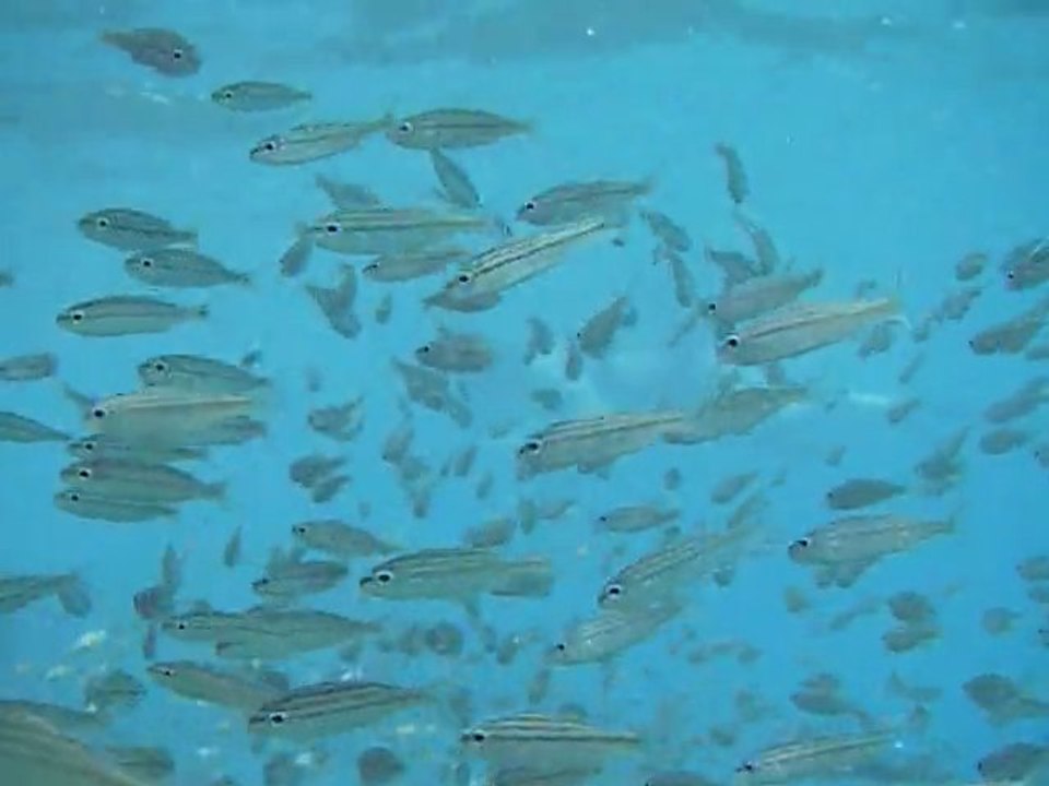 Grande Anse, martinique avril 2009