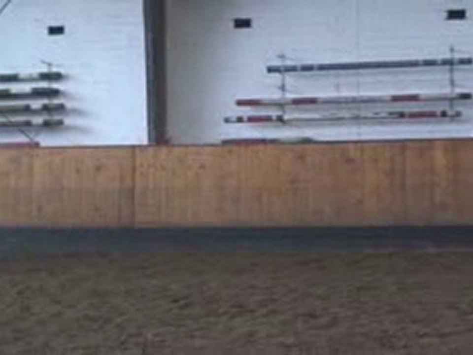 Show Jumping Horse Askarino