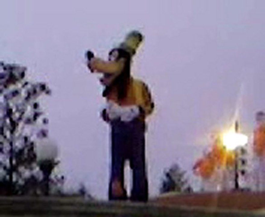 dingo1