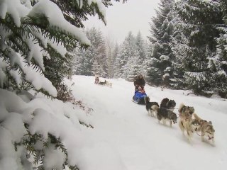 Musher dans les Vosges
