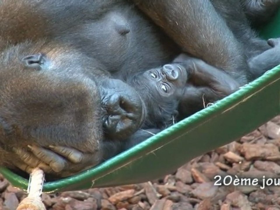 Nouvelle naissance de gorille