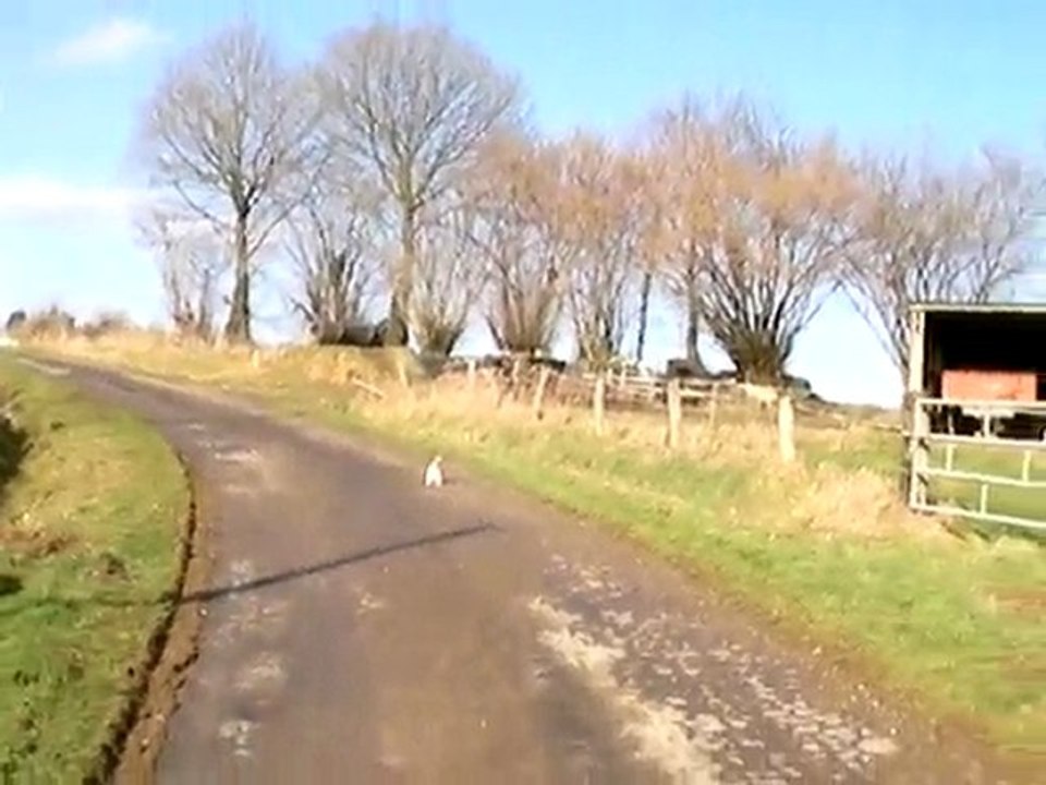 démontration jack russel (Emmy)