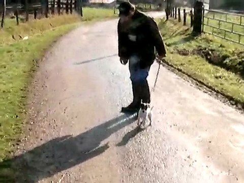 démonstration jack russel (Emmy)