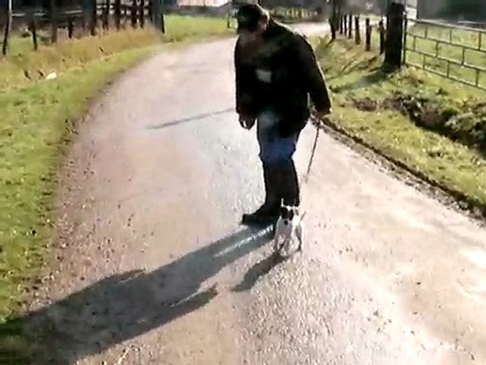 démonstration jack russel (Emmy)