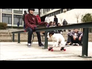 ColaCao Clases Perras