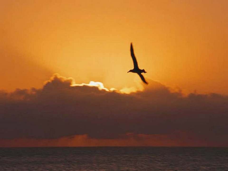 Turnalara Tutunda Gel Özhan Eren