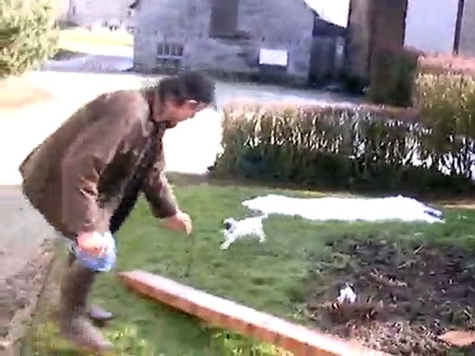 démonstration jack russel