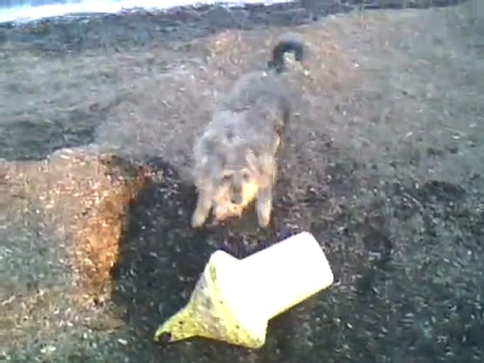 Mon chien ce pervers!!!