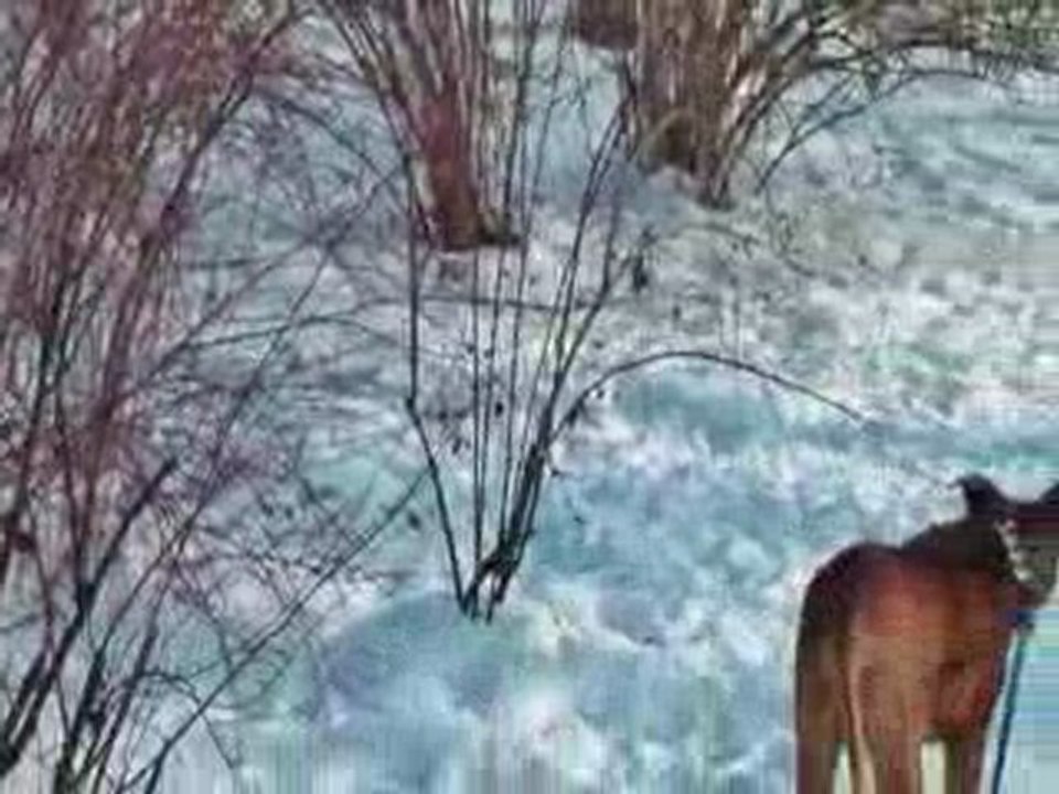 spike, dina und biene