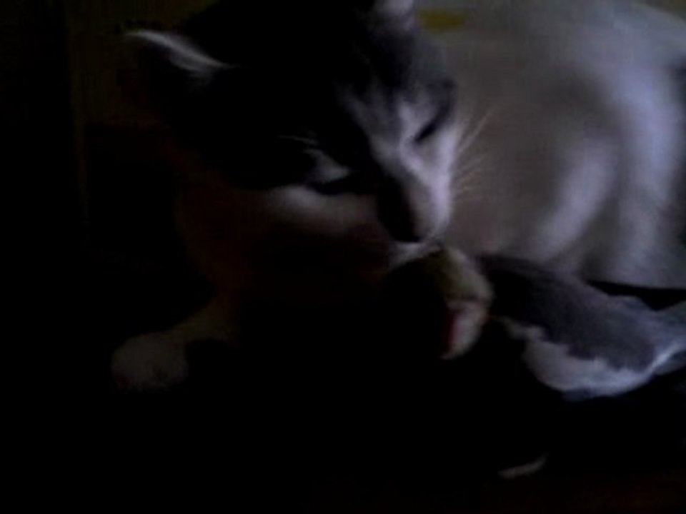 Epice et BB calopsitte