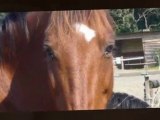 Un  poney Exeptionnel . Un cheval Exptionnel . Une Ponnette