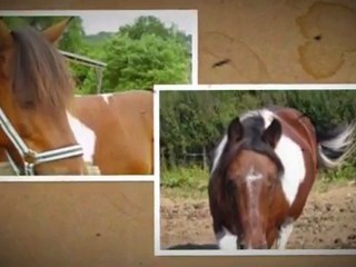 Un Poney ; Un Cheval ; Une jument