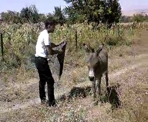 eşege binmeye çalişan ca1