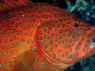 Las maravillas de la Creación (Relación entre las Especies).