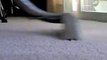 Carpet Cleaning Santa Monica Rug Cleaners Cleaner
