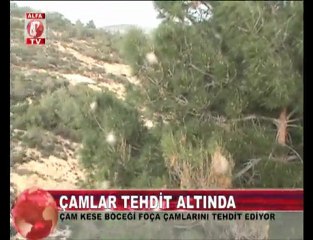 Çam Kese Böceği Foça Çamlarını Tehdit Ediyor