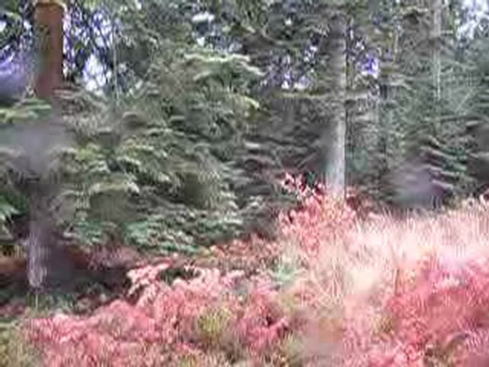 Forêt d'Ecouves