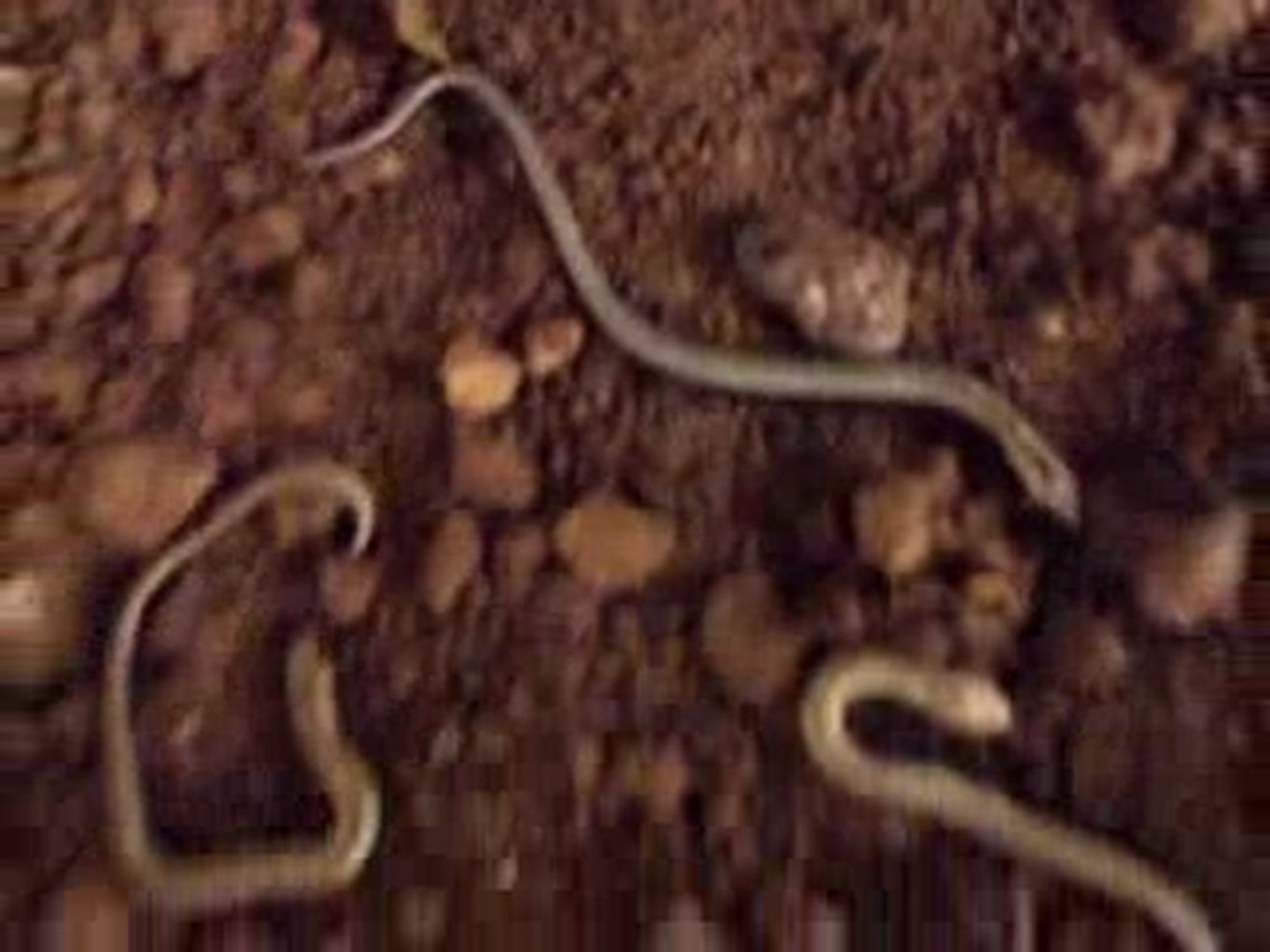 Petit Orvet Apres Naissance Video Dailymotion