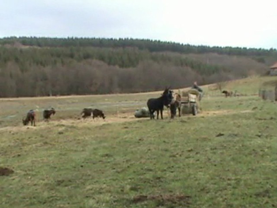 Notre ferme pédagogique - Travailler avec les ânes